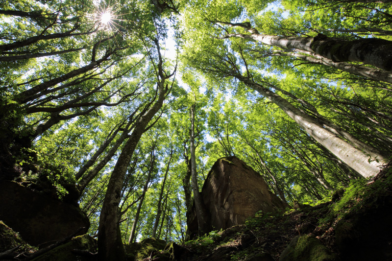 Giornata Internazionale Delle Foreste Parco Nazionale Foreste Casentinesi